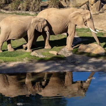 So close you can see elephant eyelashes? Welcome to San Diego’s Elephant Valley