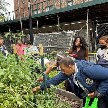 Got a Climate-Friendly Idea for NYCHA? This Grant Could Help Fund It
