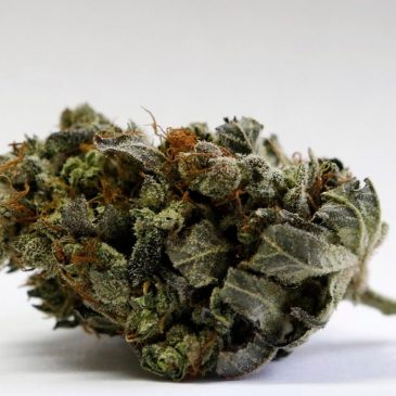 Forest Lake’s first cannabis shop owner? The mayor.