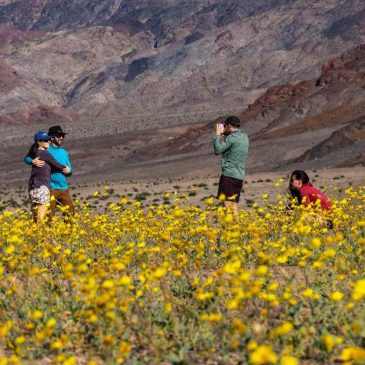 Winter rains turn Death Valley National Park into fields of golden blooms