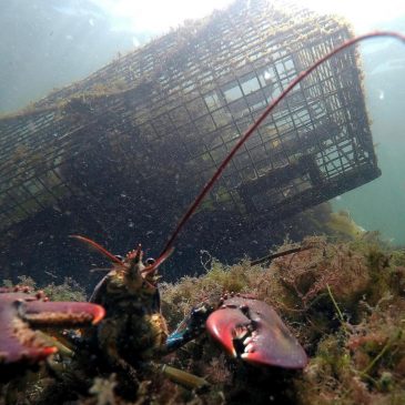 Maine’s catch of lobster declines again as high costs and climate change impact industry