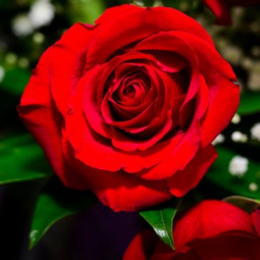 Letters: Why do I love my neighbor? Because …