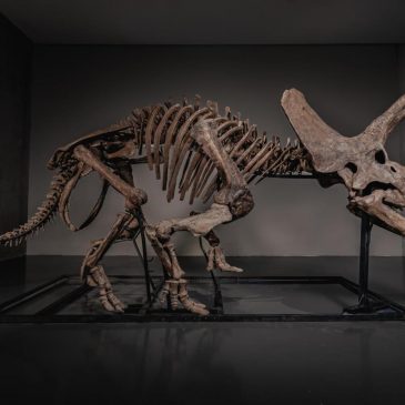 Triceratops skeleton ‘Trey’ to hit the auction block as dinosaur market soars
