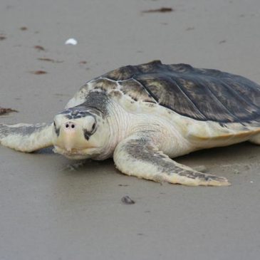 How Trump’s ‘God Squad’ Could Devastate Endangered Species Along Texas’ Gulf Coast 