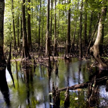From the Plantation to the Thicket: Juneteenth, Black Freedom, and ‘Marronage’ in Texas