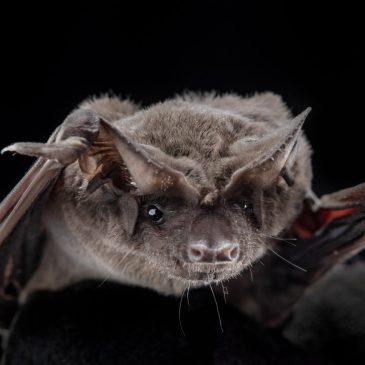 The Bats of Bracken